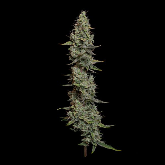 Wedding Cake Auto (Seedsman) Cannabis Samen von Seedsman