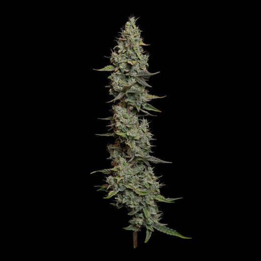 Wedding Cake Auto (Seedsman) Cannabis Samen von Seedsman