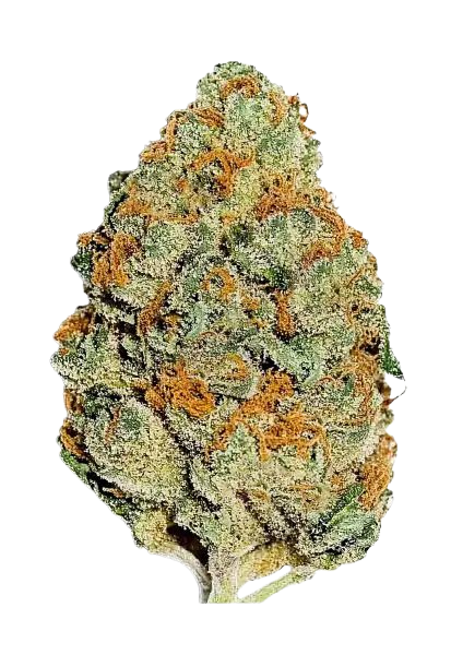 Lemon Mandarin (FastBuds) feminisiert