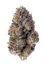 Papaya Sherbet (FastBuds) feminized