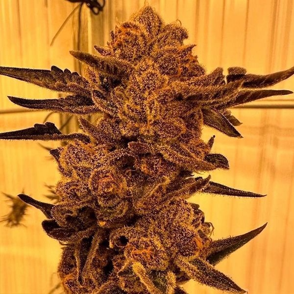 Black Cherry Flambe (In House Genetics) feminisiert
