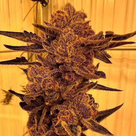 Black Cherry Flambe (In House Genetics) feminisiert