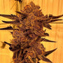 Black Cherry Flambe (In House Genetics) feminized