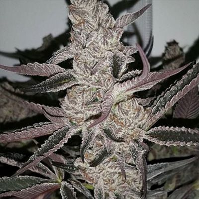 Crystal Cookies V2 (In House Genetics) feminisiert