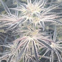 Deluxe Sugarcane (In House Genetics) feminized