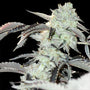 Frozen Gelato (In House Genetics) feminized