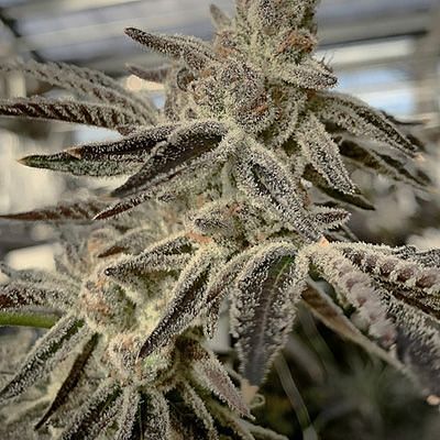 Slurricane IX (In House Genetics) feminisiert