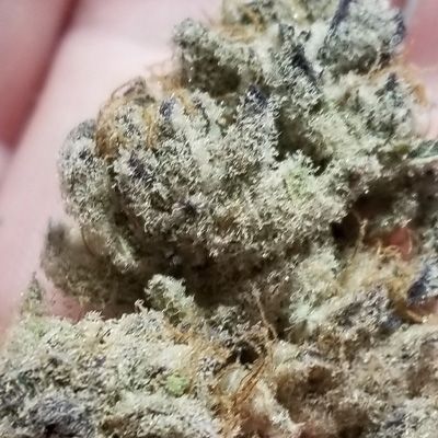 Tacky Glue (In House Genetics) feminisiert