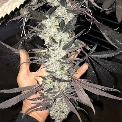 Cakes N Cream (In House Genetics) feminisiert