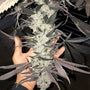Cakes N Cream (In House Genetics) feminized