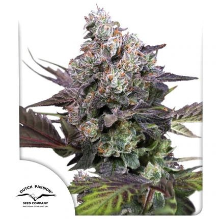 Candy Bubatz XL (Dutch Passion) feminisiert