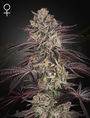 Biscotti Auto (Greenhouse Seed Co.)