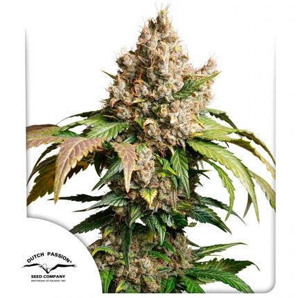 Red Tropicana Cookies Auto (Dutch Passion)