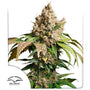 Red Tropicana Cookies Auto (Dutch Passion)