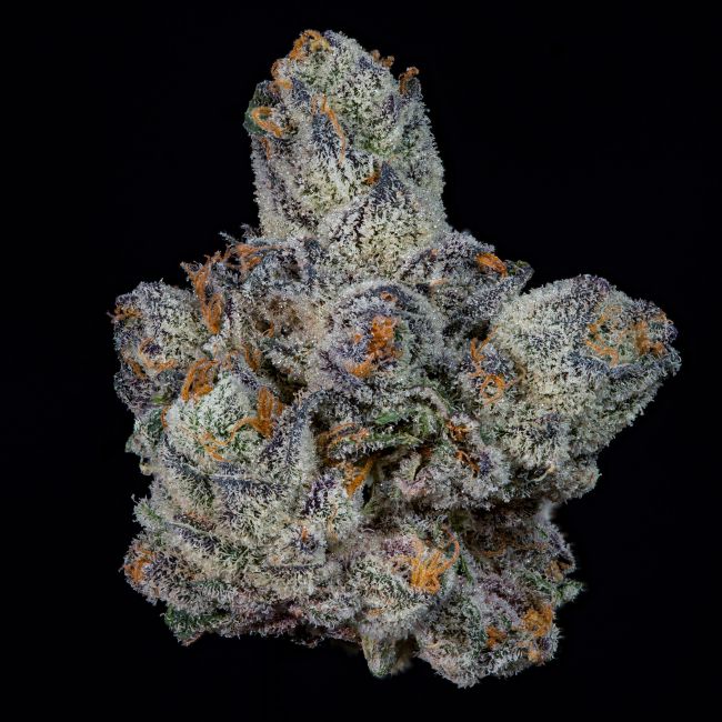 Lemon Fever (Wizard Trees) feminisiert