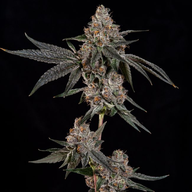 Grand Prixx (Wizard Trees) feminisiert Cannabis Samen von Wizard Trees