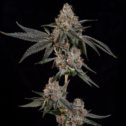 Grand Prixx (Wizard Trees) feminisiert Cannabis Samen von Wizard Trees