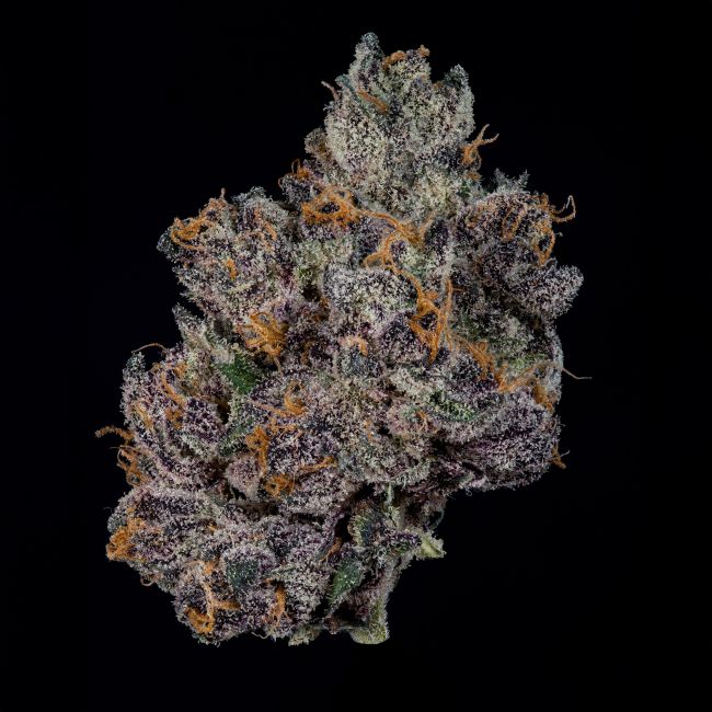 Grand Prixx (Wizard Trees) feminisiert Cannabis Samen von Wizard Trees