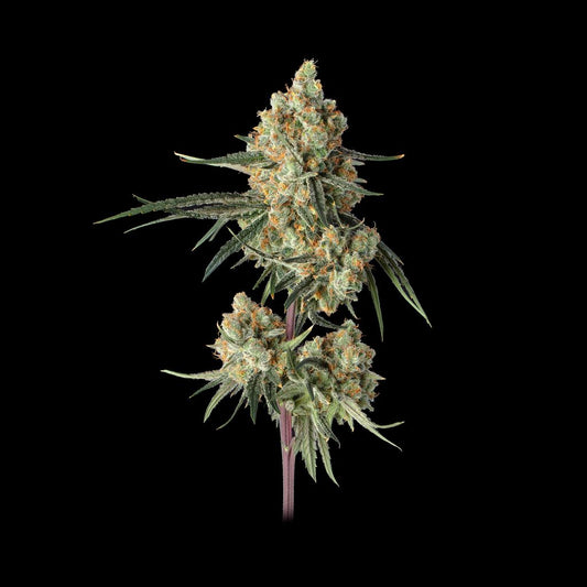 Sour Berry Shake (Happy Valley Genetics) feminisiert