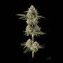 Super Belts (Happy Valley Genetics) feminisiert