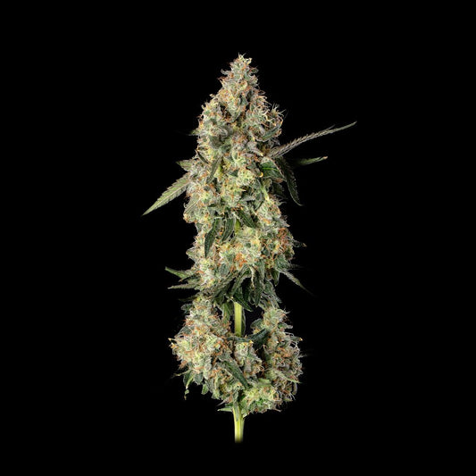 Lemon Smuggler (Happy Valley Genetics) feminisiert