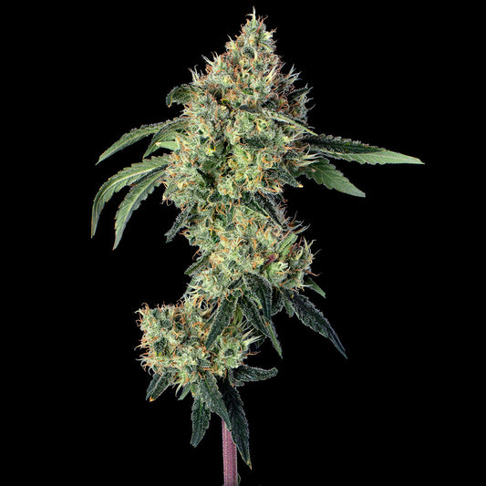 Lemon Prime (Happy Valley Genetics) feminisiert