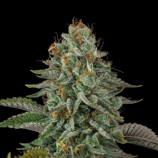 Sour Diesel (Seedsman) feminisiert Cannabis Samen von Seedsman
