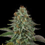 Sour Diesel (Seedsman) feminized