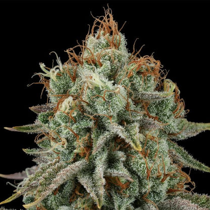 Sour Diesel (Seedsman) feminisiert Cannabis Samen von Seedsman