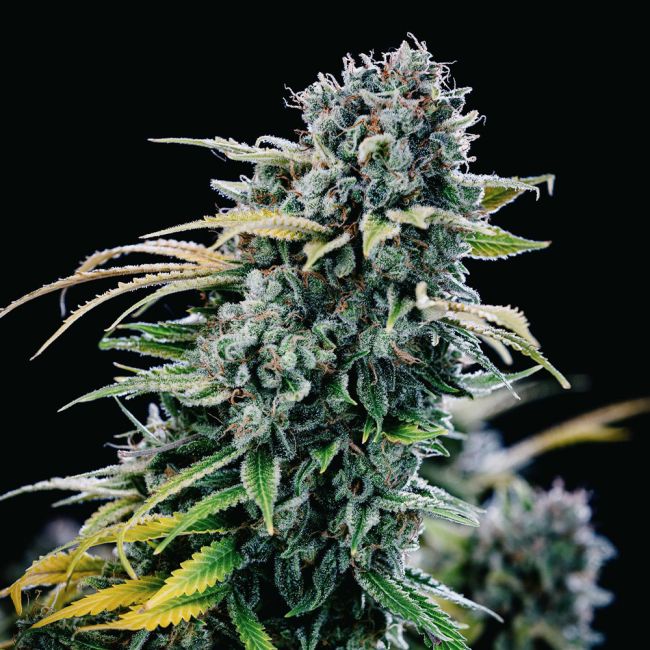 Green Crack (Seedsman) feminisiert Cannabis Samen von Seedsman