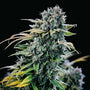 Green Crack (Seedsman) feminized