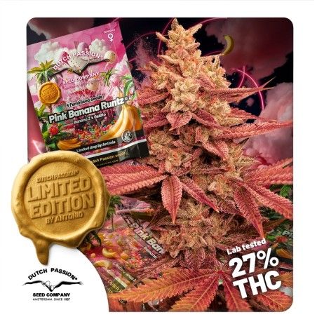 Pink Banana Runtz Ltd Edition (Dutch Passion) feminisiert