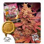 Pink Banana Runtz Ltd Edition (Dutch Passion) feminisiert