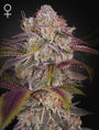 Gran Jefa (Greenhouse Seed Co.) feminized