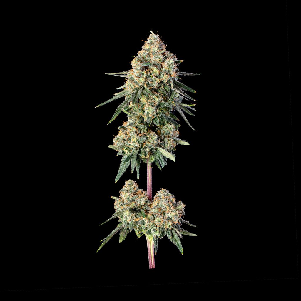 Permanent Haze (Happy Valley Genetics) feminisiert