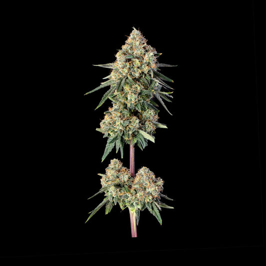 Permanent Haze (Happy Valley Genetics) feminisiert