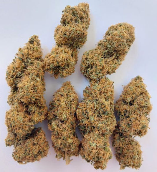 Magic Carrot (Ace Seeds) feminisiert