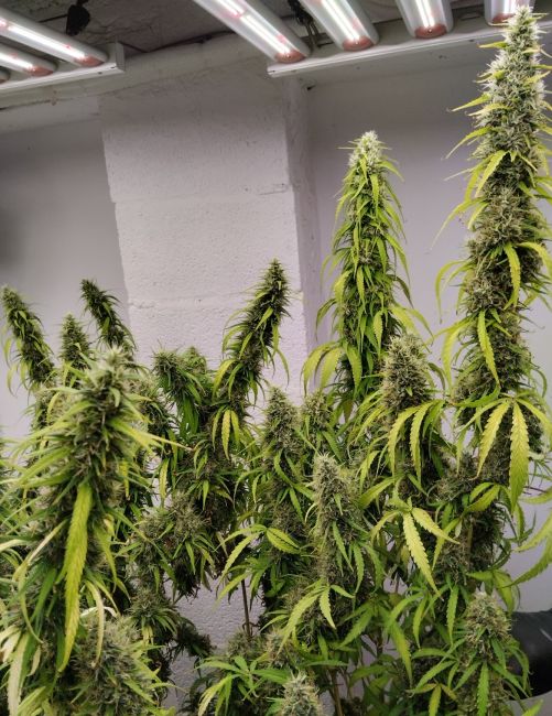 Colossus (Ace Seeds) feminisiert