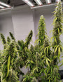Colossus (Ace Seeds) feminisiert