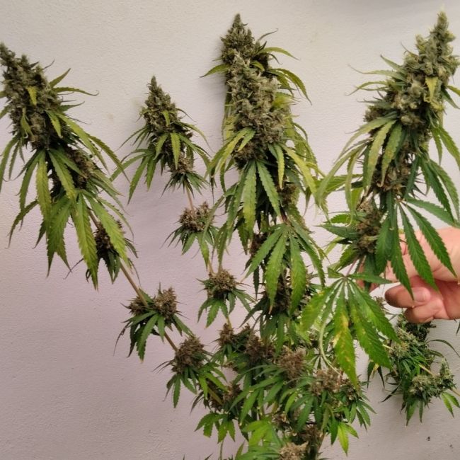 Brown Oriental (Ace Seeds) feminisiert