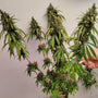 Brown Oriental (Ace Seeds) feminisiert