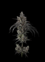 Zoda BX1 (Umami Seeds) Feminized