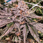 Zeltzer (Umami Seeds) Feminized
