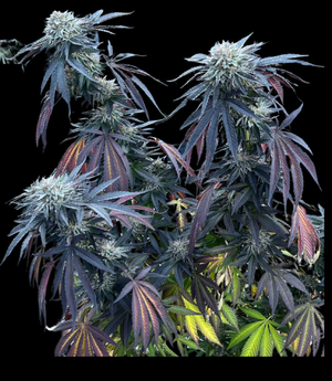 Sunset Limes (Umami Seed Co.) feminisiert Cannabis Samen von Umami Seeds