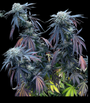 Sunset Limes (Umami Seed Co.) feminized