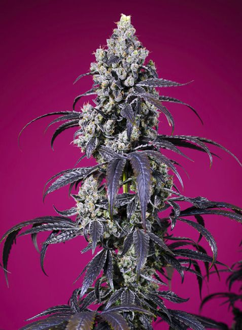 Tropicanna Cherry XL Auto (Sweet Seeds)