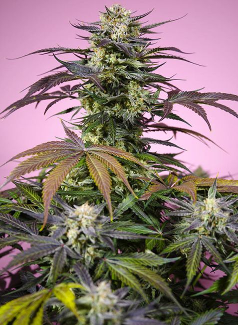 Gelonade (Sweet Seeds) feminisiert