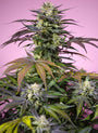 Gelonade (Sweet Seeds) feminisiert