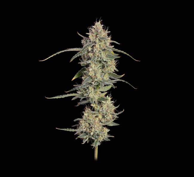 Chem Cookies Auto (Seedsman) Cannabis Samen von Seedsman