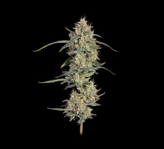 Chem Cookies Auto (Seedsman) Cannabis Samen von Seedsman